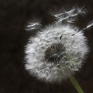 dandelion